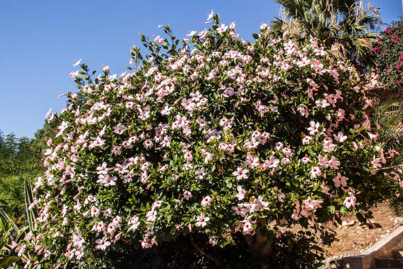 Villa Hibiscus Scopello سكوبيلو المظهر الخارجي الصورة